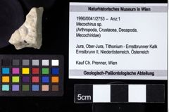 Foto (Objekt + Etiketten) von Mecochirus sp. 